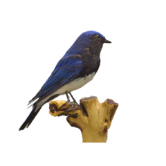 山野の鳥
